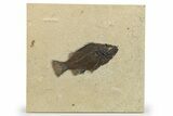 Fossil Fish (Cockerellites) - Wyoming #275187-1